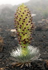 [Haleakala Silversword]