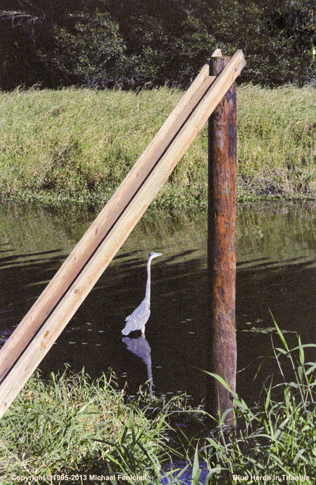 [Blue Heron in Triangle]