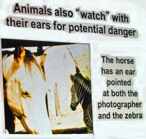 Animals Watch with their ears