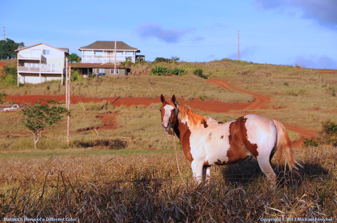 [Molokai Ranchland]