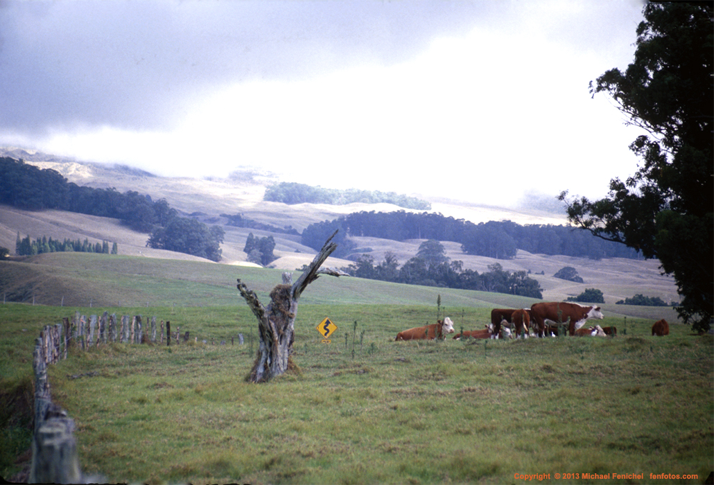 [Cows Near Haleakala]