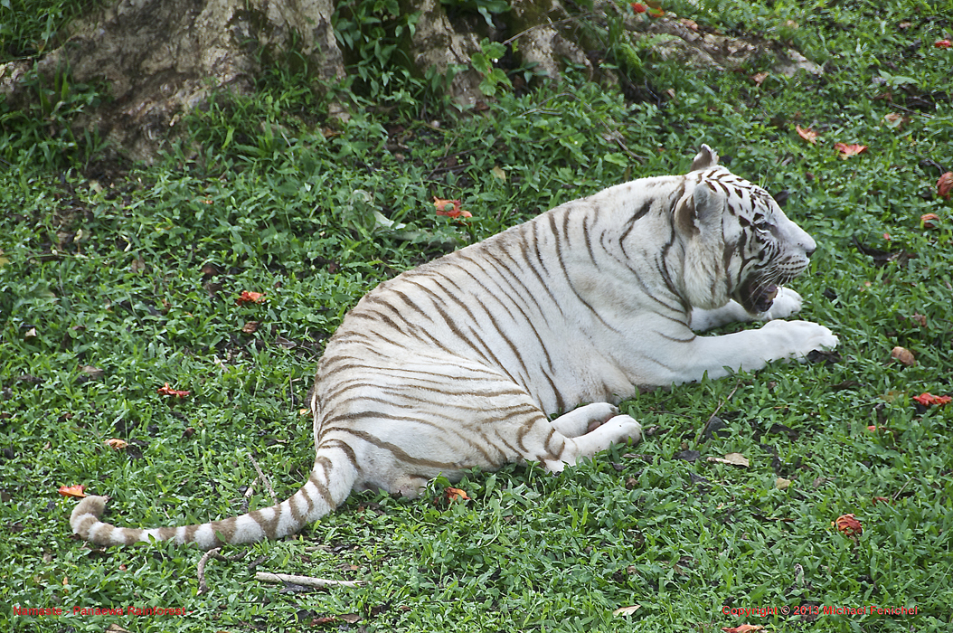 [Namaste the White Tiger]