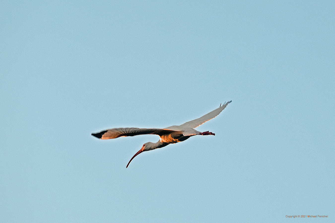 [Soaring Glossy Ibis]