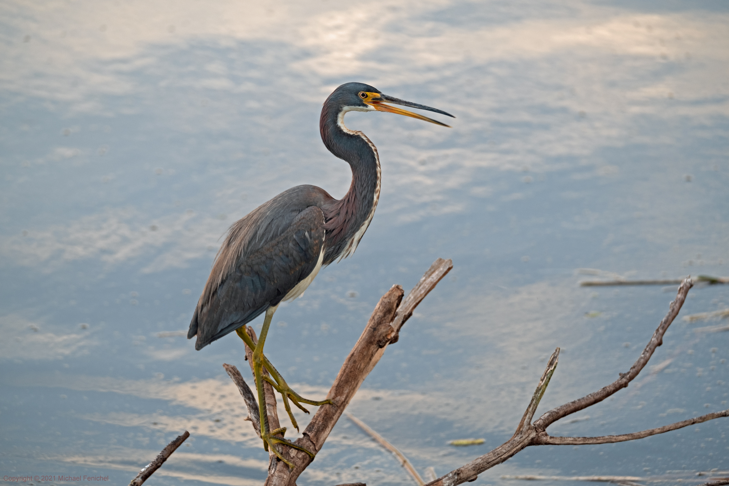 [Florida Alligators and Roseate Spoonbills - Digital]