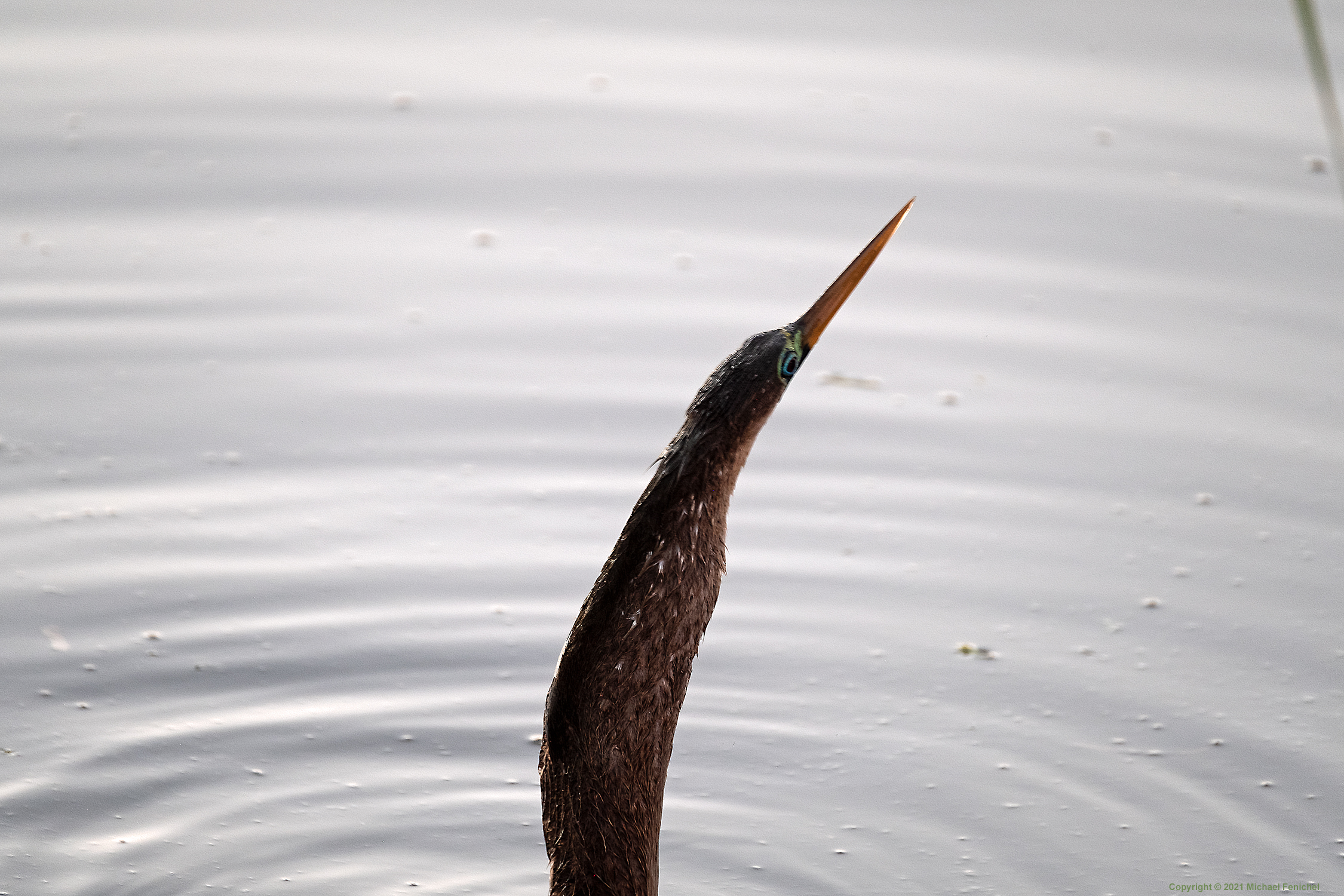 [Anhinga the Snake Bird]