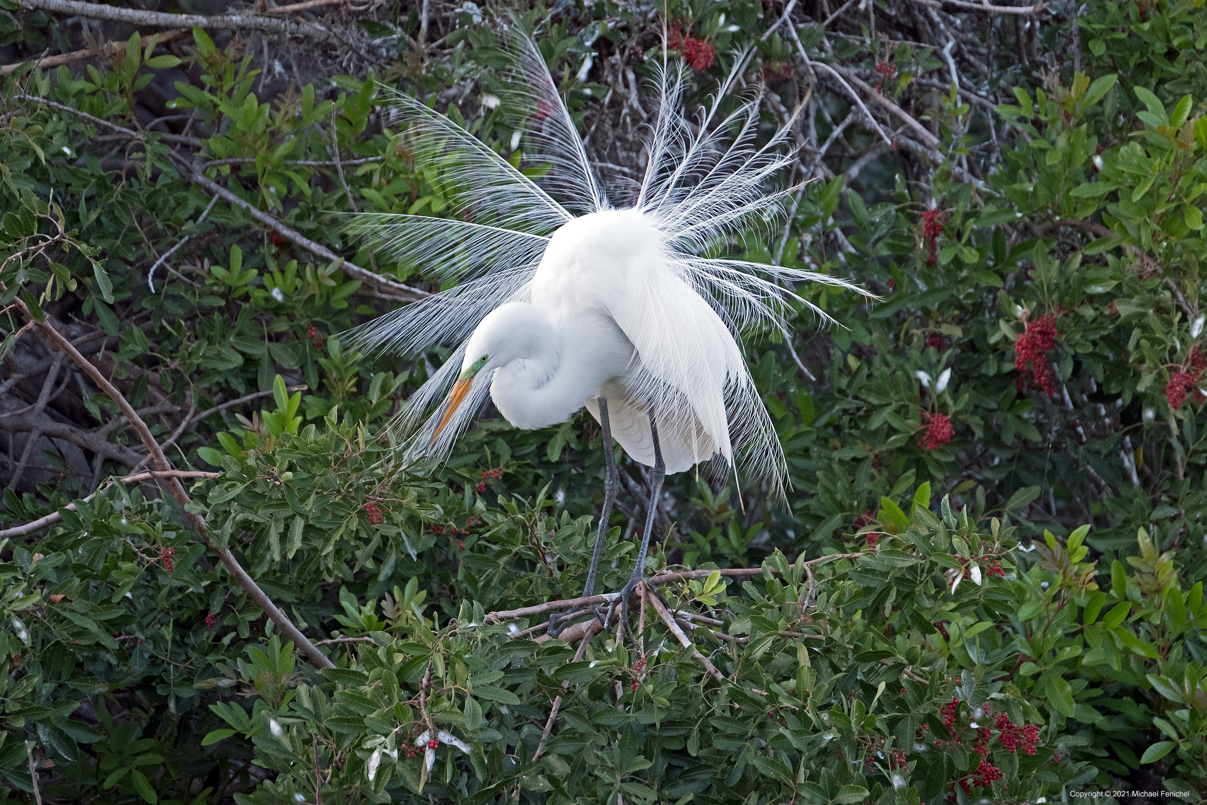 Great Heron in breeding aigrettes