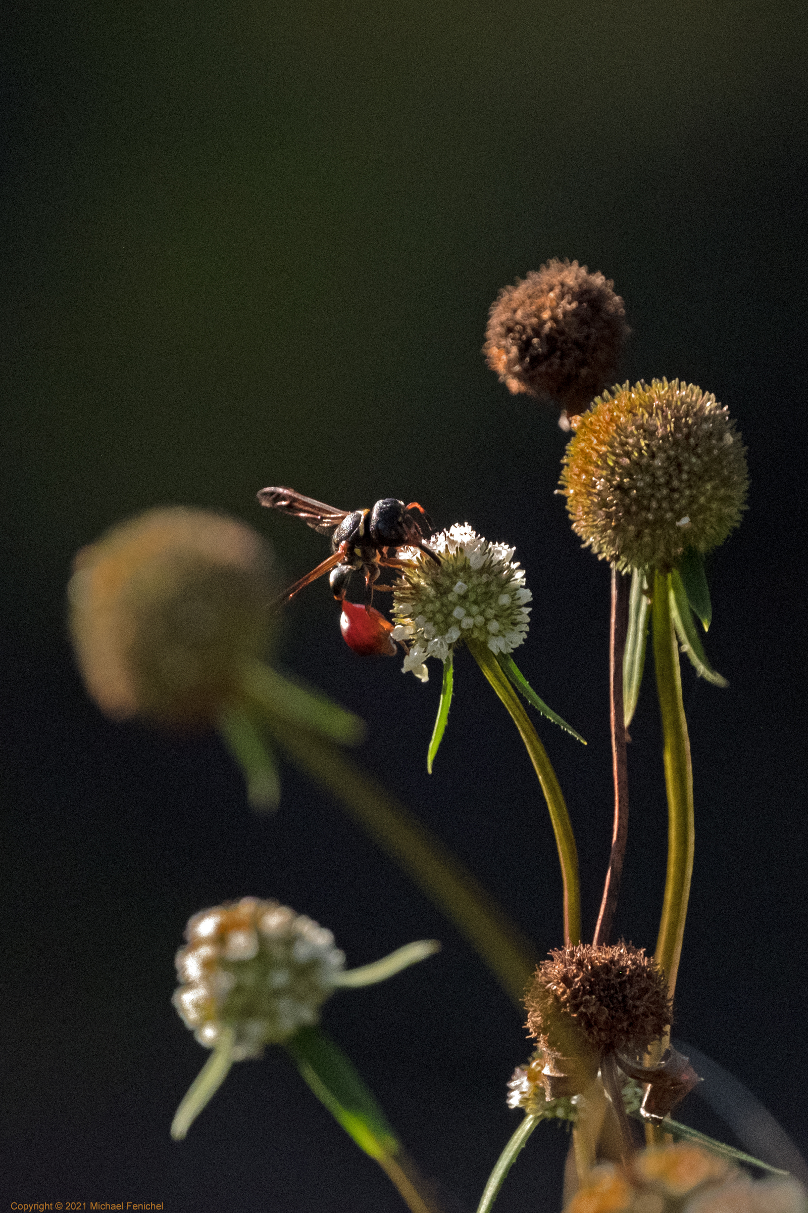 [Red and Black Mason Wasp]