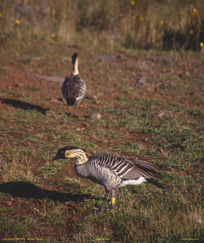 [Hawaiian Nene Goose]