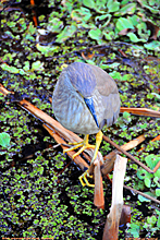 [Juvenile Black-Crowned Night Heron]