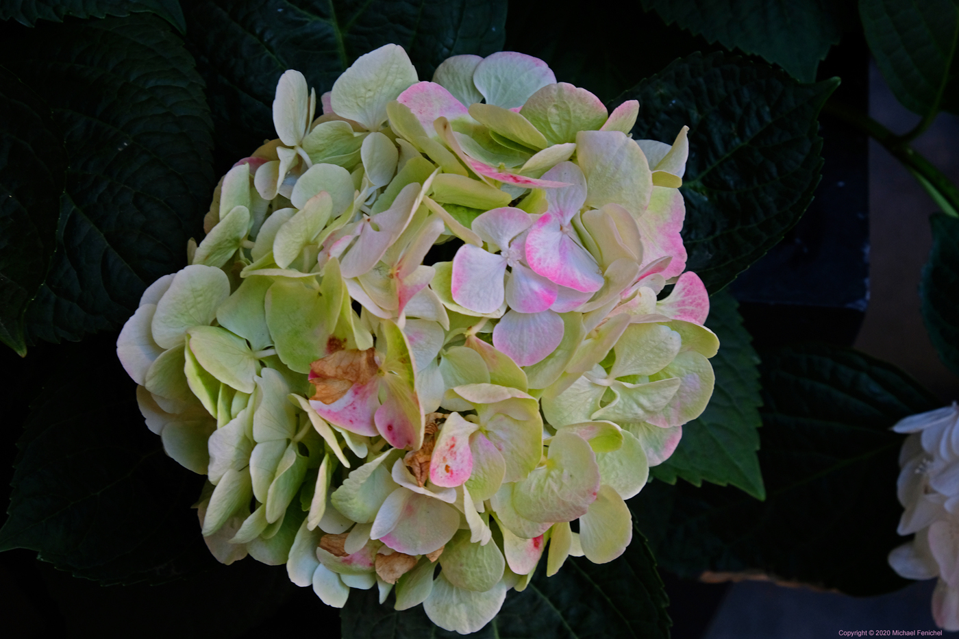 [Hydrangea]