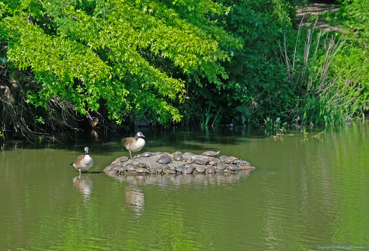 [Geese and Turtles