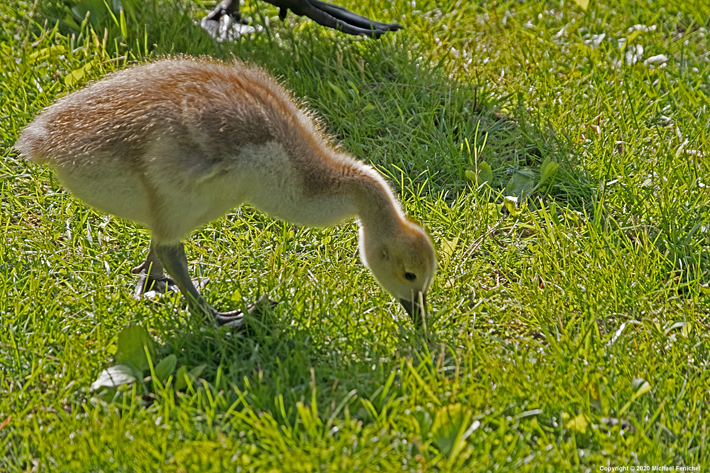 [Gosling]