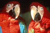 [Parrots]