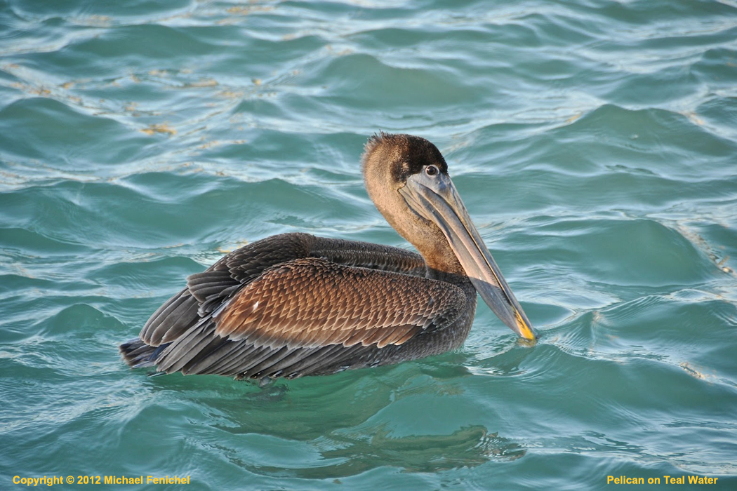 [Pelican on Teal Water]