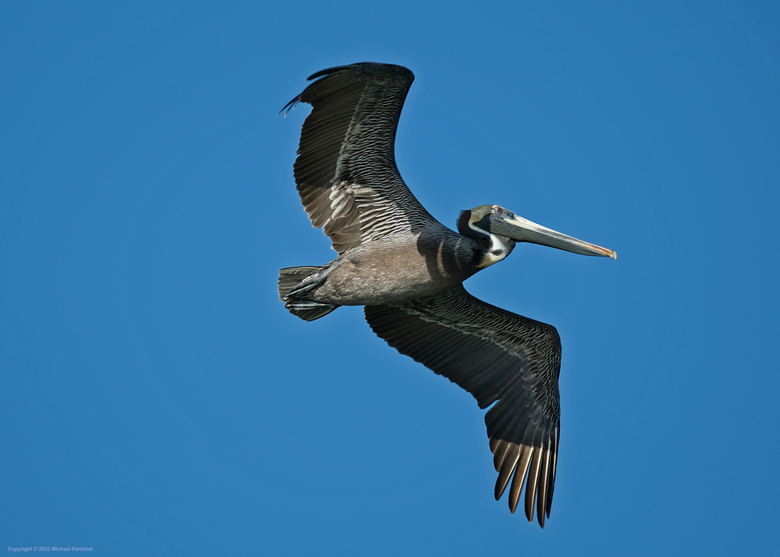 [Brown Pelican in Flight]