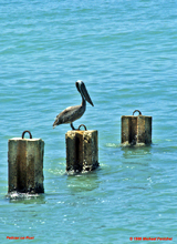 [Pelican on Post at Docks]