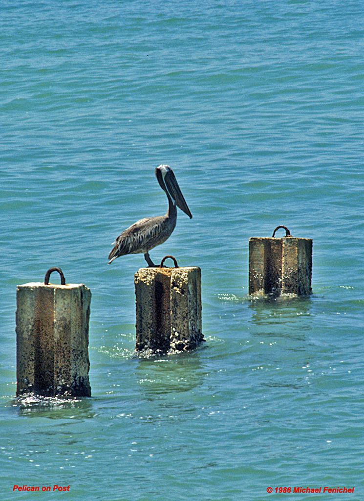 [Pelican on Post]