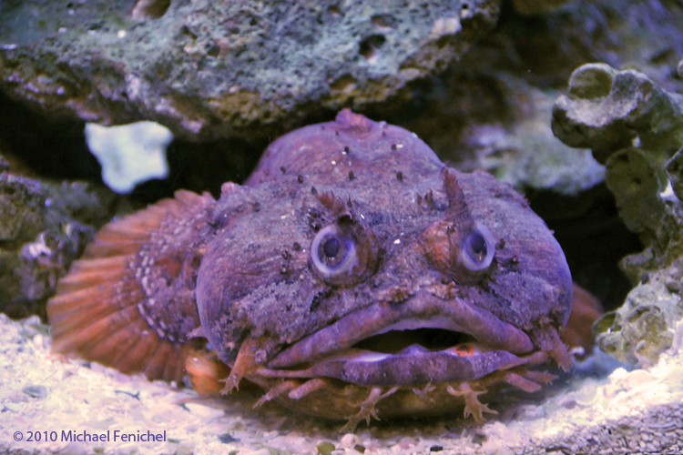 [Orange Toadfish]