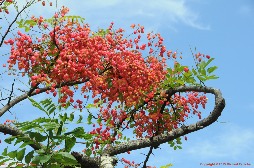 [Flowers in the Rainforest Sun]