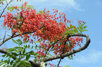 [Hilo Rainforest - Flowering tree in sun]