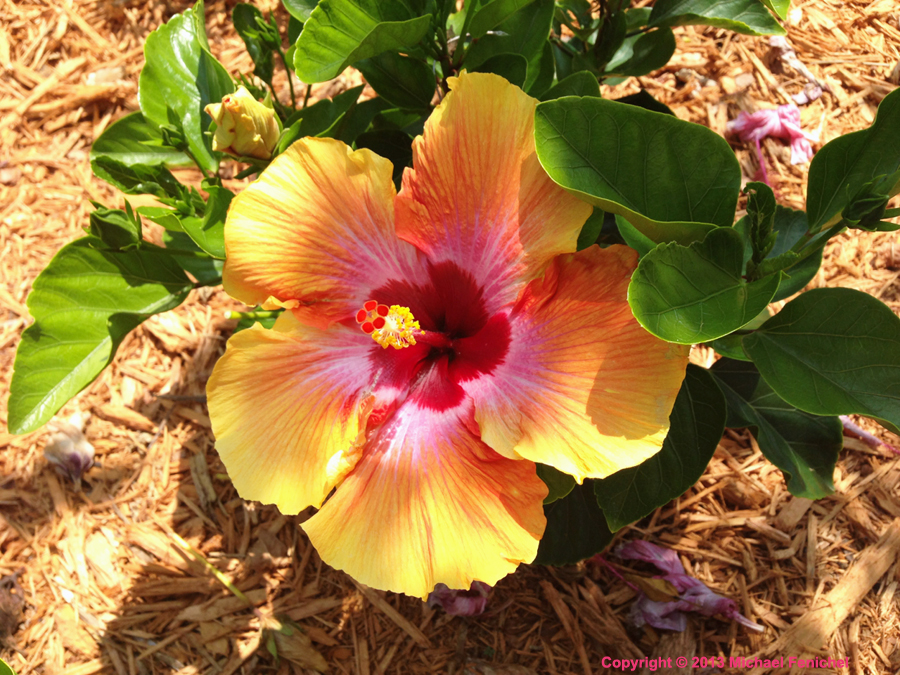 Tricolor Hibiscus