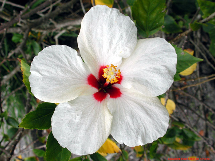 [White Hibiscus]